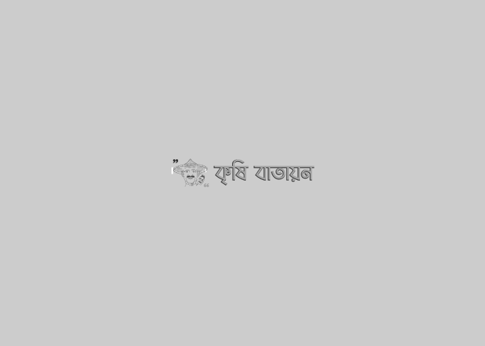 মসুরের বালাই ব্যবস্থাপনা