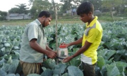 নিরাপদ সবজি