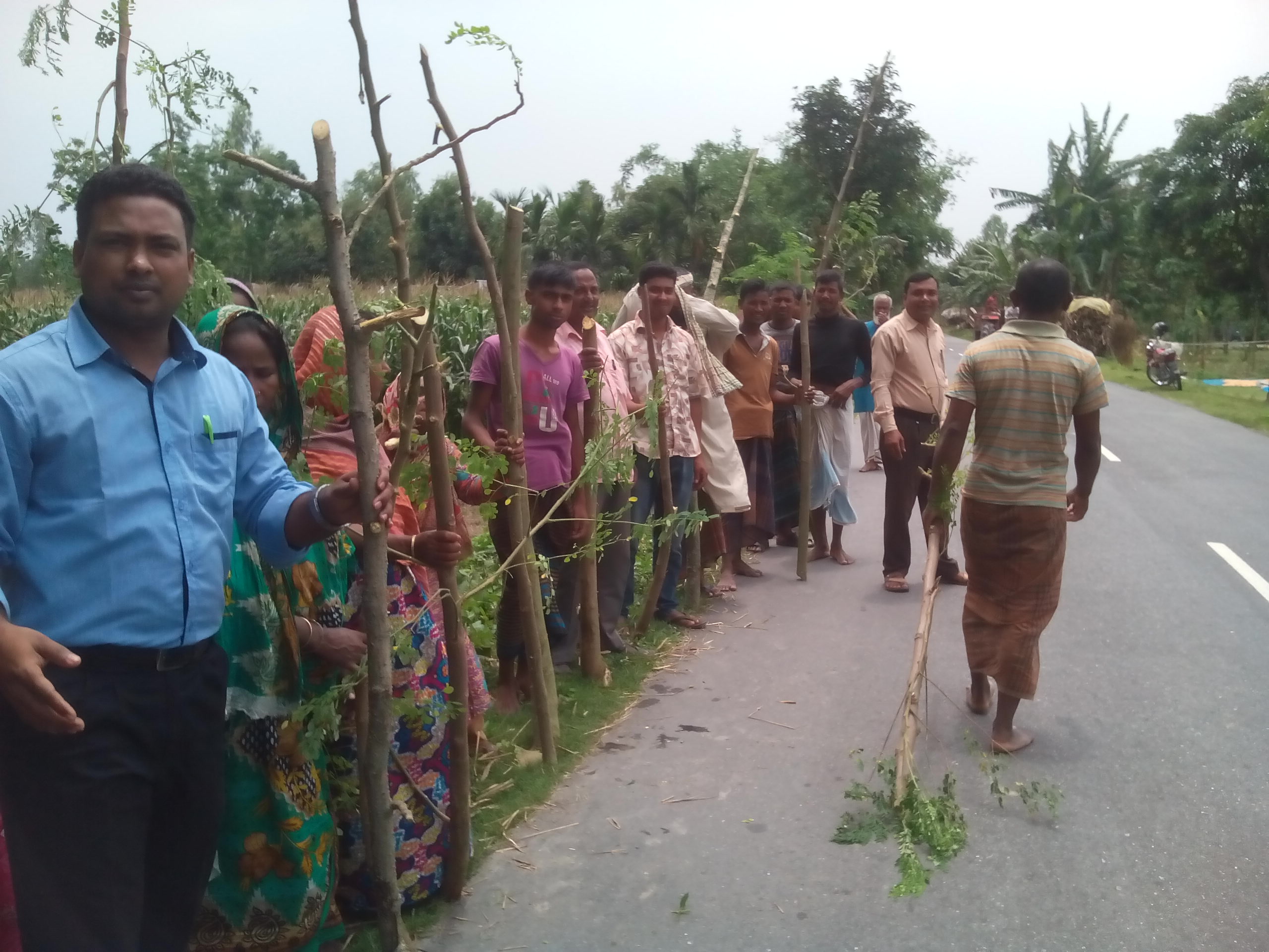 সজিনা কাটিং রোপন, পাটগ্রাম, লালমনিরহাট।