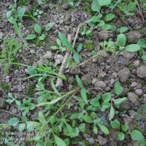 গাজরের চারা ঢলে পড়া রোগ