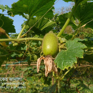 কুমড়ার মাছি পোকা