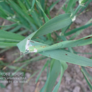 বার্লির পাতা মোড়ানো পোকা