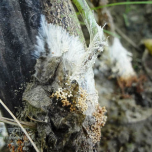 শিমের নেতিয়ে পড়া রোগ