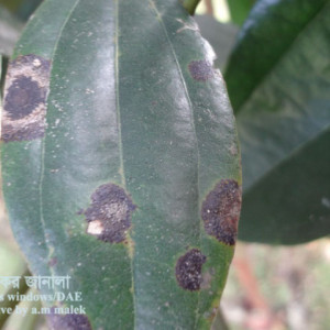 দারুচিনির লাল মরিচা রোগ