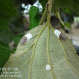 কুলের খোসা পোকা
